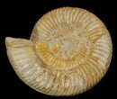 Parkinsonia Ammonite - France #38933-1